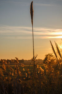 Close-up of silhouette plants on field against sky during sunset