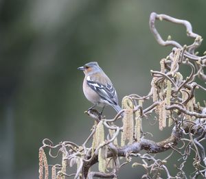 Close-up of bird perching on branch