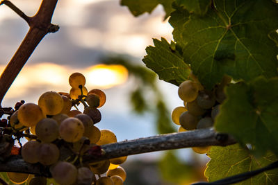 Close-up of grapes growing in vineyard