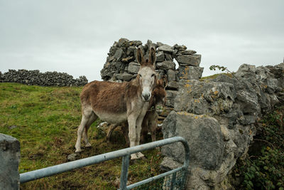 Horse standing on field