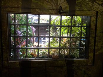Reflection of trees on glass window