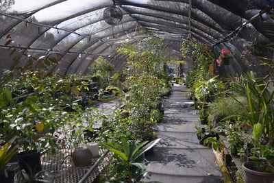 Plants growing in greenhouse