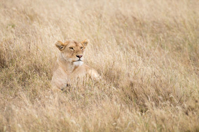 Cat in a field