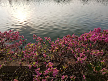 Close-up of pink flowering plants by lake