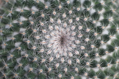 Full frame shot of cactus plant growing on field