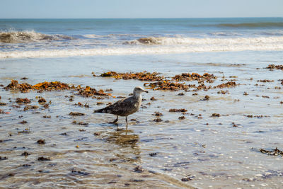 Seagull on coast