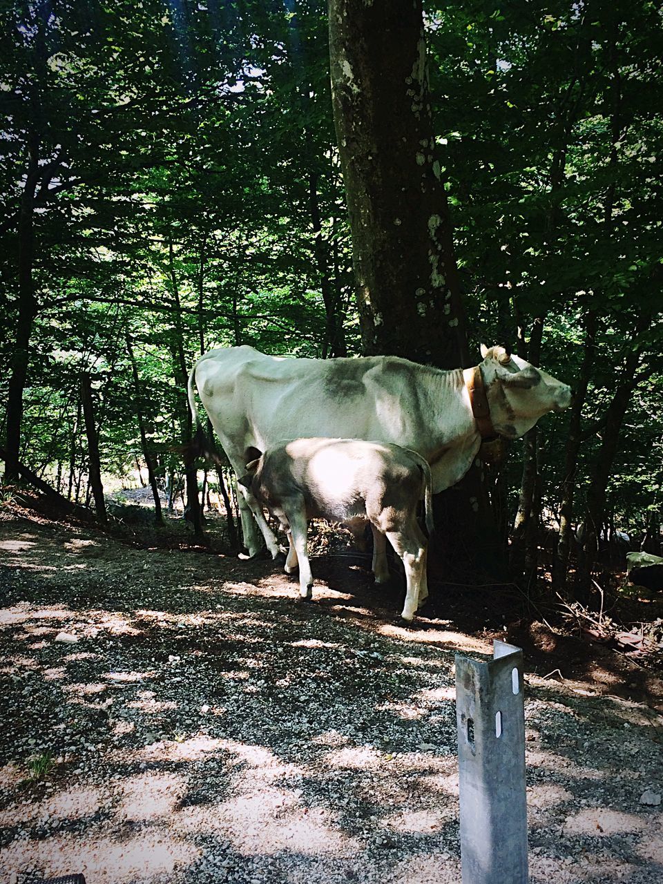 animal themes, domestic animals, mammal, one animal, livestock, pets, sunlight, horse, two animals, tree, standing, field, fence, shadow, full length, herbivorous, zoology, wildlife, day, outdoors