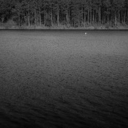 Scenic view of lake in forest