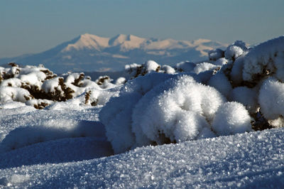 Scenic view of snow covered landscape