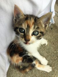 Close-up portrait of tabby kitten