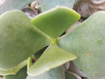 Close-up of cactus