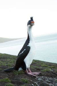 Close-up of bird perching on rock by sea