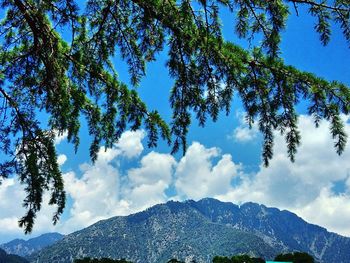 Low angle view of trees against sky