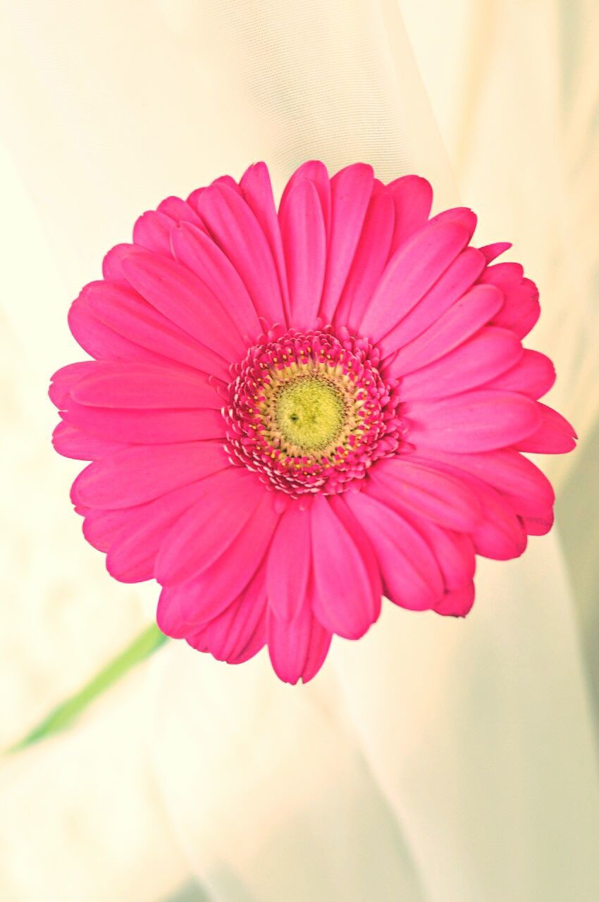 flower, petal, flower head, freshness, fragility, single flower, close-up, pollen, beauty in nature, red, focus on foreground, growth, blooming, nature, pink color, in bloom, no people, plant, stamen, selective focus