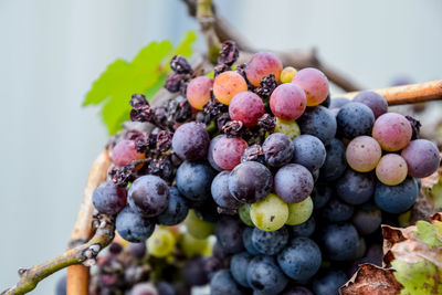 Close-up of grapes