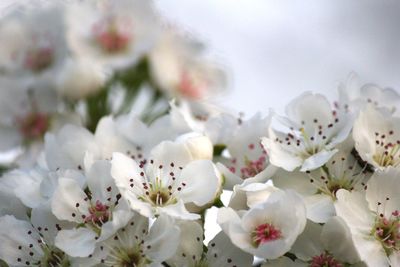 Close-up of white cherry blossom