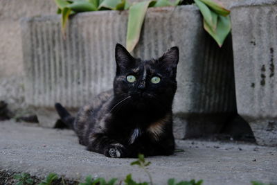 Portrait of black cat sitting outdoors