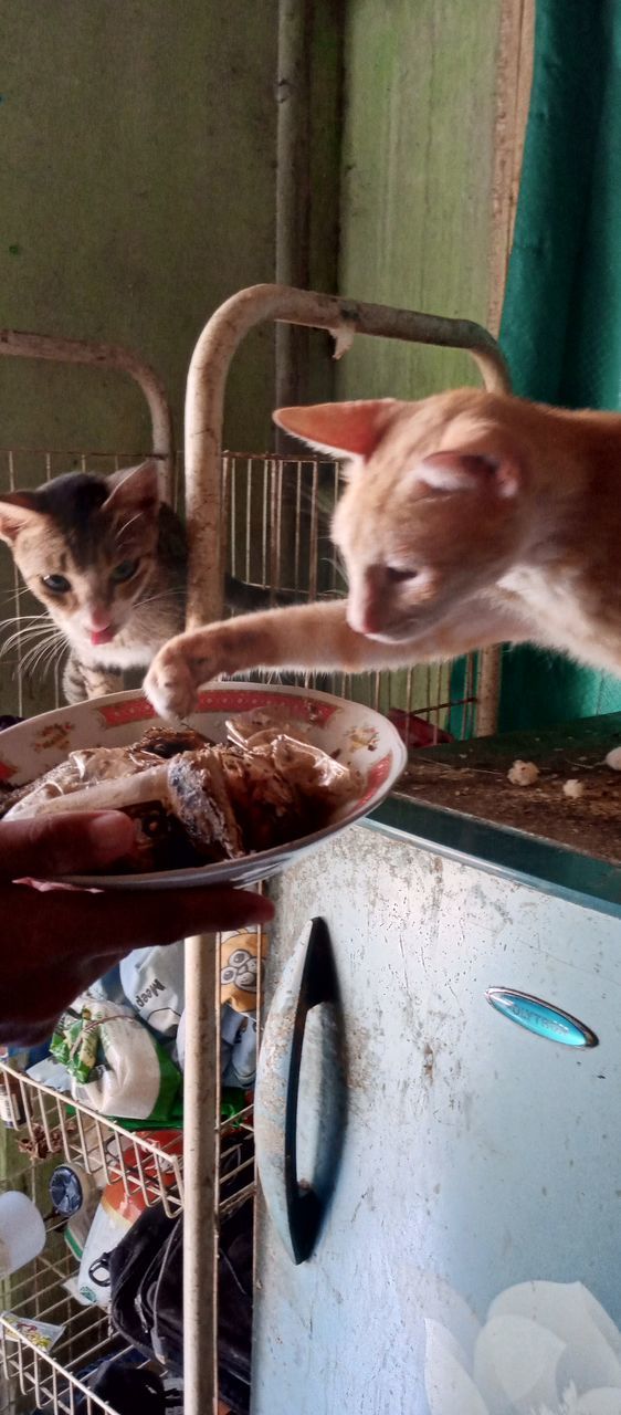 hand, food, food and drink, animal, one person, animal themes, cat, meat, occupation, men, freshness, mammal, adult, holding, domestic animals, day, one animal, indoors