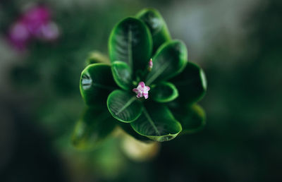 Close-up of flower blooming outdoors