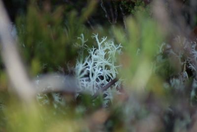 Close-up of plant against blurred background