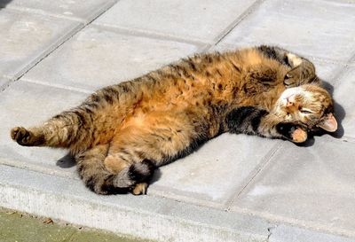 High angle view of cat sleeping on footpath