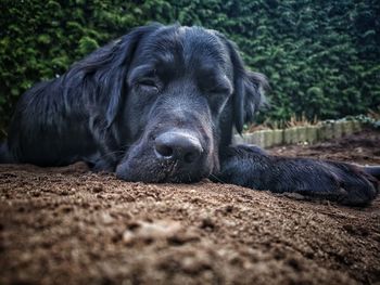 Close-up portrait of a dog