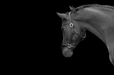 Close-up of horse eye over black background