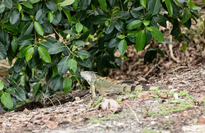 Close-up of lizard on field