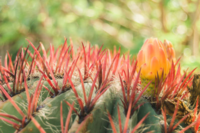 Close-up of red flowering plant