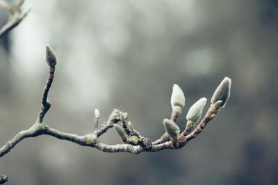 Close-up of snow on tree