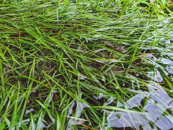 High angle view of grass growing on field