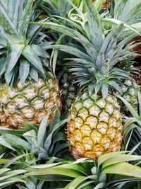 Close-up of fruits on plant