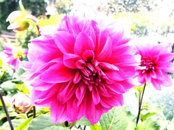 Close-up of pink dahlia blooming outdoors