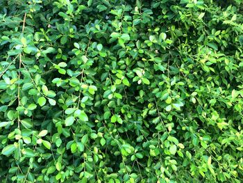 Full frame shot of plants growing on field