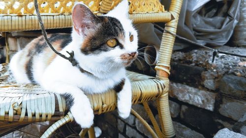 Cat lying in basket