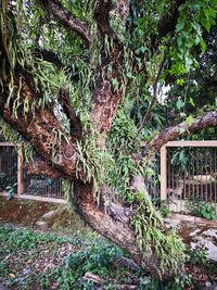 Trees and plants growing outside house in forest