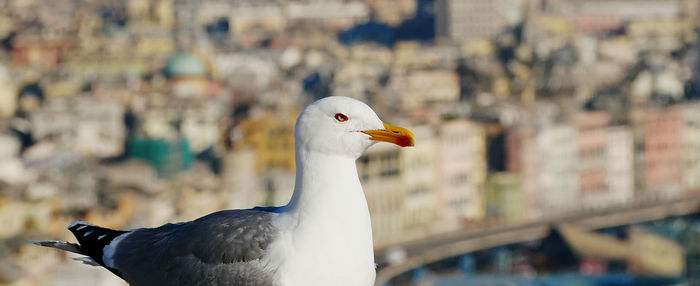 Close-up of seagull