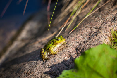 A beautiful common green water frog enjoying sunbathing in a natural habitat at the forest pond. 