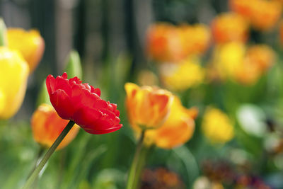 Close-up of red tulip