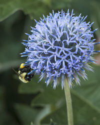 Close-up of bee on purple flowering plant