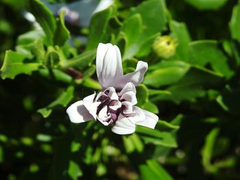 Close-up of white flowers blooming outdoors