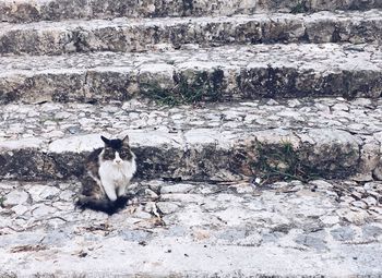 Cat sitting outdoors