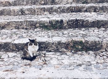 Cat sitting outdoors