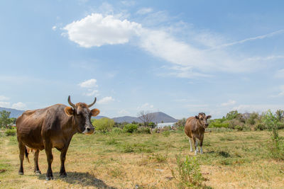 Cow grazing on field