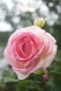 Close-up of pink rose