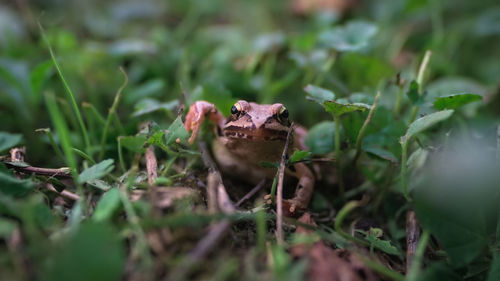 Close-up of frog on land
