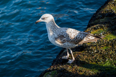 Close-up of seagull perching on lake