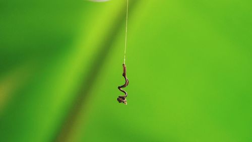 Close-up of spider on green leaf