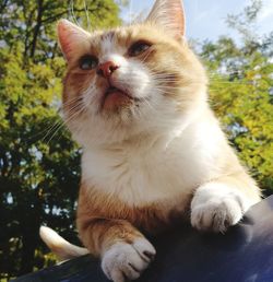 Close-up of cat on tree