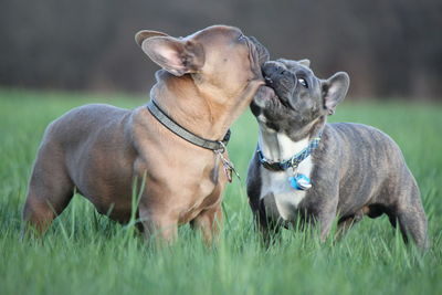 Dogs on field